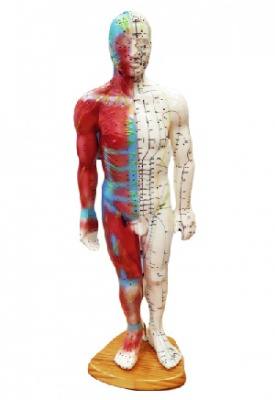 Акупунктурная модель Человек