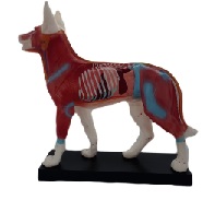 Акупунктурная модель Собака